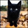 cat on pumpkin