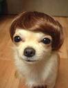 chihuahua with wig